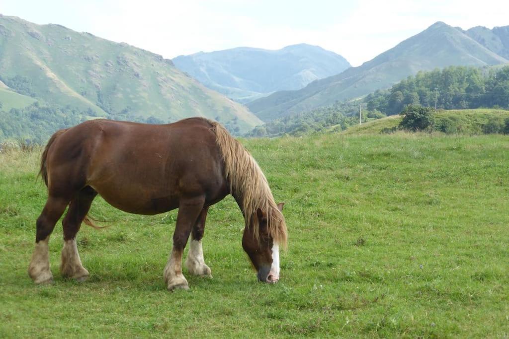 סן-ז'אן-פייה-דה-פור Gite Individuel Au Pays Basque A 1,5Km De St-Jean-Pied-De-Port מראה חיצוני תמונה